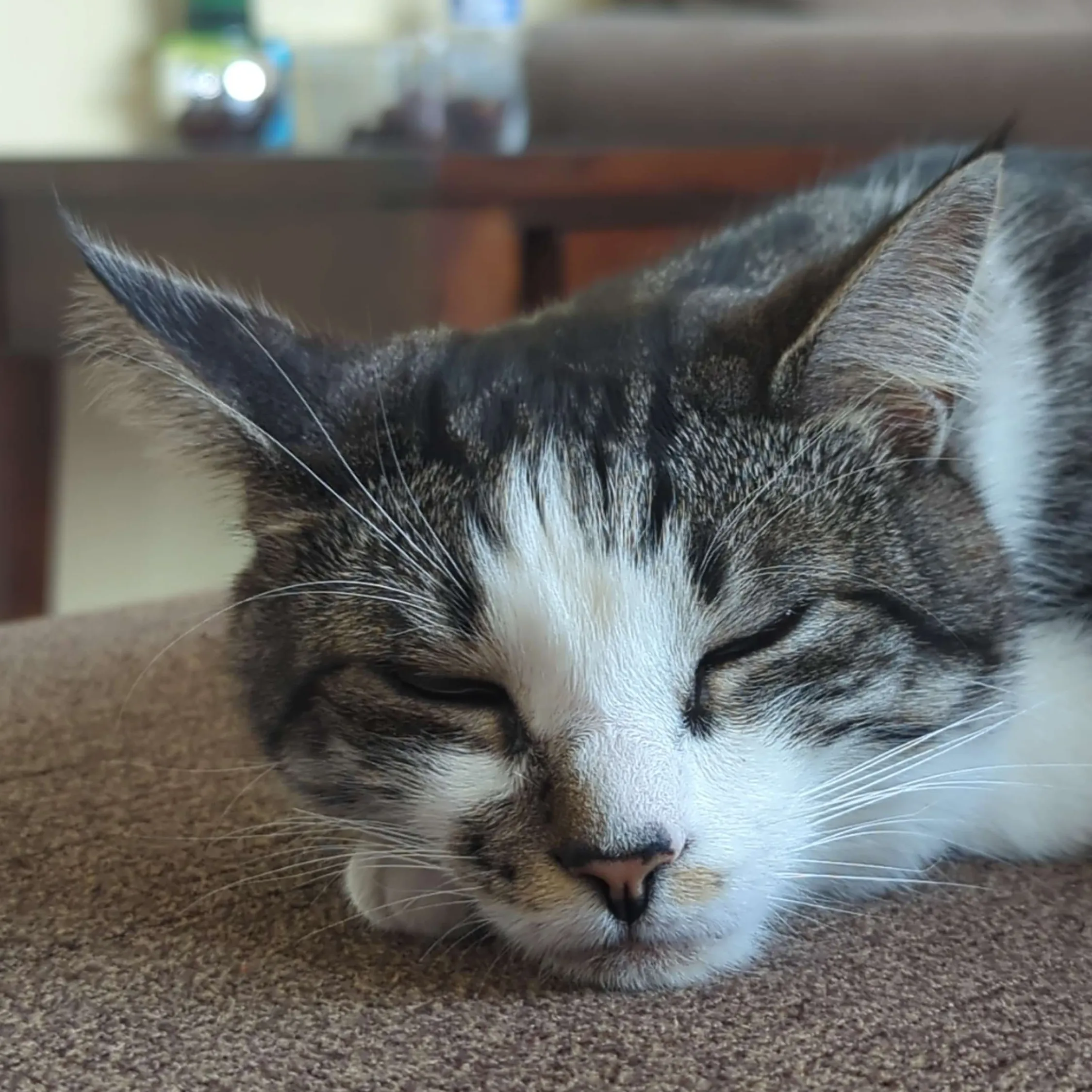 cat sleeping on couch